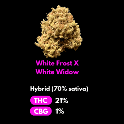 White Frost x White Widow