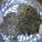 Black Amnesia 