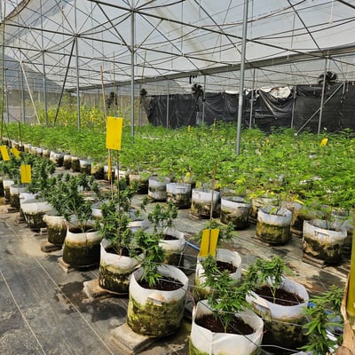 Saithong Cannabis Farm product image