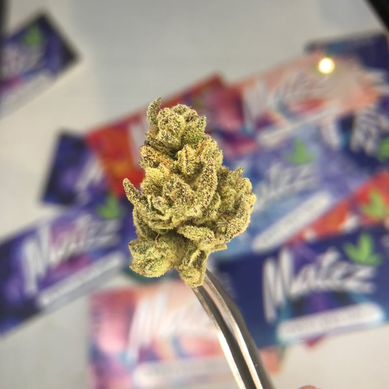 Sugar Cane Cannabis Flower at Matez weed shop 大麻 กัญชา in Chiang Mai