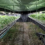 Trillion Farm(Ubonratchathani) Co.,Ltd.
