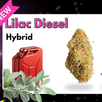 Lilac Disel