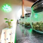 SeaWeed Cannabis Store Huahin 83