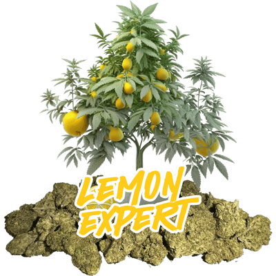 Lemon Expert