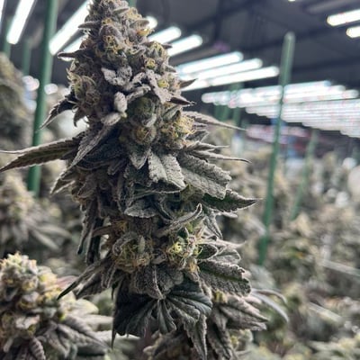 CANNABIS PONCHAROEN FARM CO.LTD. product image