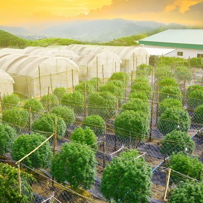 Nrai Cannabis farm นาราย CBD ฟาร์ม product image