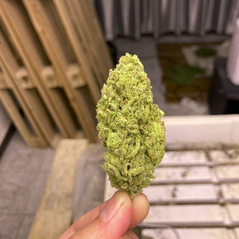 Pineapple Express Cannabis Flower at White Noise Craft beer