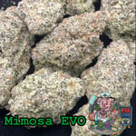 Mimosa Evo