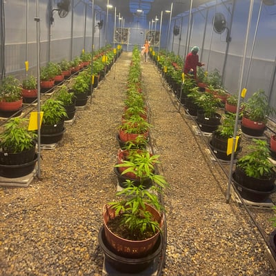 Global Partner Cannabis Farm product image