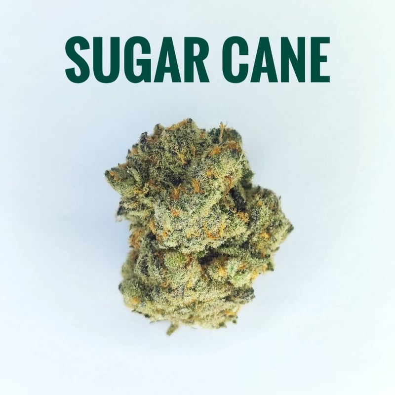 Sugar Cane Cannabis Flower at MCM Cannabis in Chiang Mai Weed in Thailand