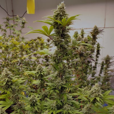 Magic Weed Thailand | Cannabis Shop & Farm product image
