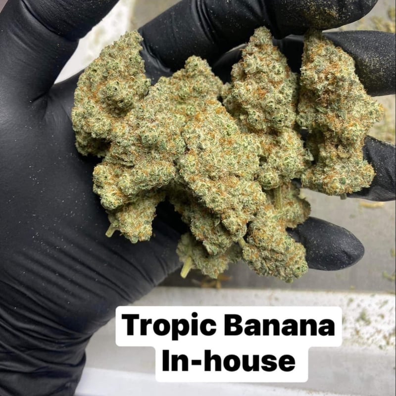 Exotic Tropic Bananas Cannabis Flower at WAR WEED in Phuket Weed in