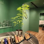 The WeedLand Premium Medical Cannabis Dispensary & Weed Shop