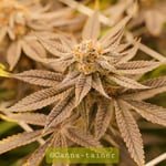 Canna-tainer Cannabis Farm & Shop (ร้านและฟาร์มกัญชา)