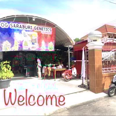 OG Saraburi Genetics product image