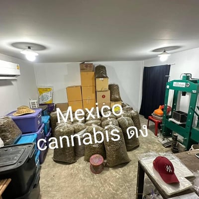 Mexico cannabis Dong product image