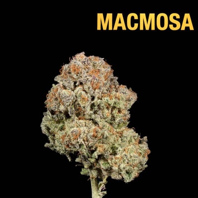 MACMOSA [HYBRID MORE SATIVA]