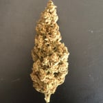 Gorilla Cookies