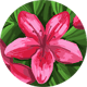 Kan