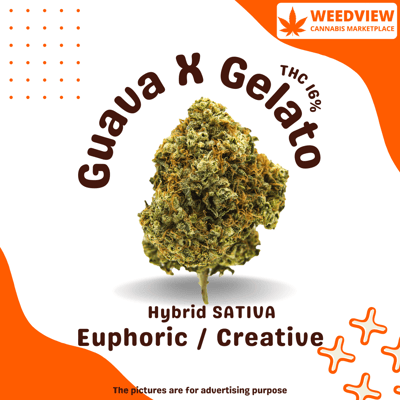 Guava x Gelato