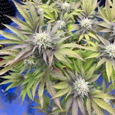 Magic Weed Thailand | Cannabis Shop & Farm product image