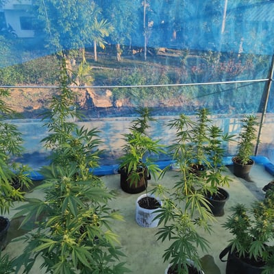 OGC cannabis farm