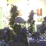 Head Stoner Cannabis shop