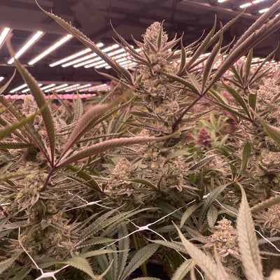 EXTRA CANNABIS product image
