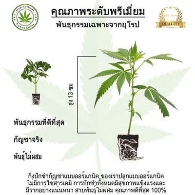 SIAM-CUTTINGS product image