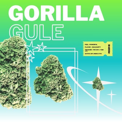 Gorilla Gule