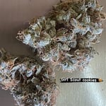 Girl Scout cookies 