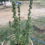 Cannabis Sonta Garden