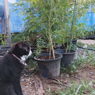ร้านกัญชายำหาย Cannabis home product image