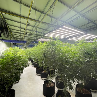 Golden Horse Hemp Limited Partnership product image