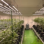 Broccoli Cannabis Farm