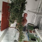 Greenfields Farmers Cannabis shop Dispensary Grow Shop