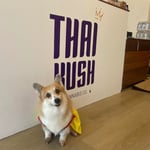 Thai kush company