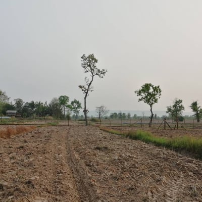 ไร่สาสุข(SASUK) อำเภอสังคม จังหวัดหนองคาย product image