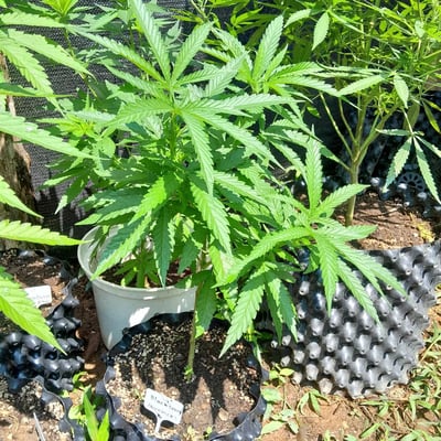 The Chef Grower & Cannabis store product image