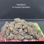 Headlocc - In house genetic
