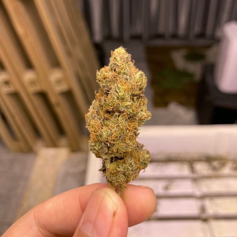 Ice Cream Cake Cannabis Flower at White Noise Craft beer & Cannabis bar’s in Bangkok Weed in