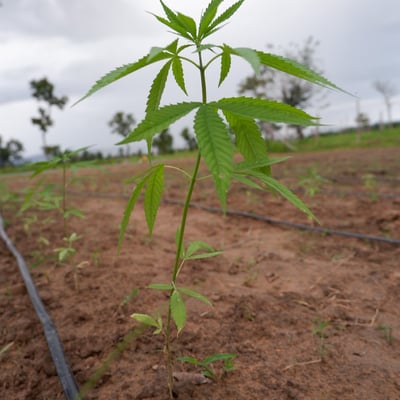 ไร่สาสุข(SASUK) อำเภอสังคม จังหวัดหนองคาย product image
