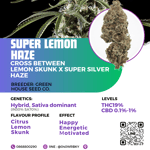 super lemon haze ( greenhouse seed co)