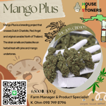 Mango Plus