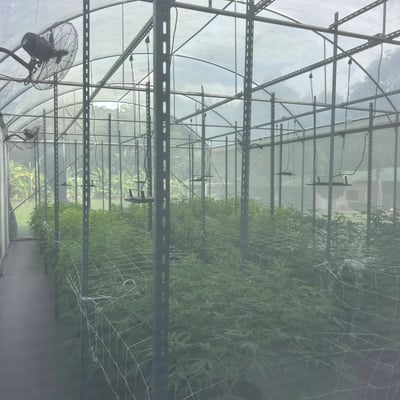 Lafayette Organic Weed & Cannabis Farm product image