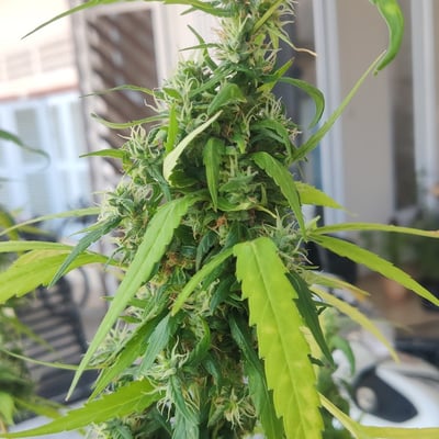 24WEED product image