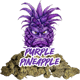 Purple Pineapple Exotic - M