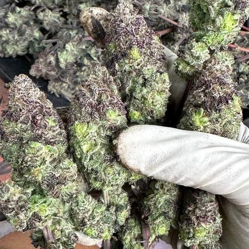 Sugar cane Cannabis Flower at Stoner by illuminatus bar&flower in