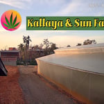Kallaya & Sun Farm (Cannabis)