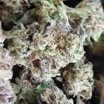 Rolling high cannabis